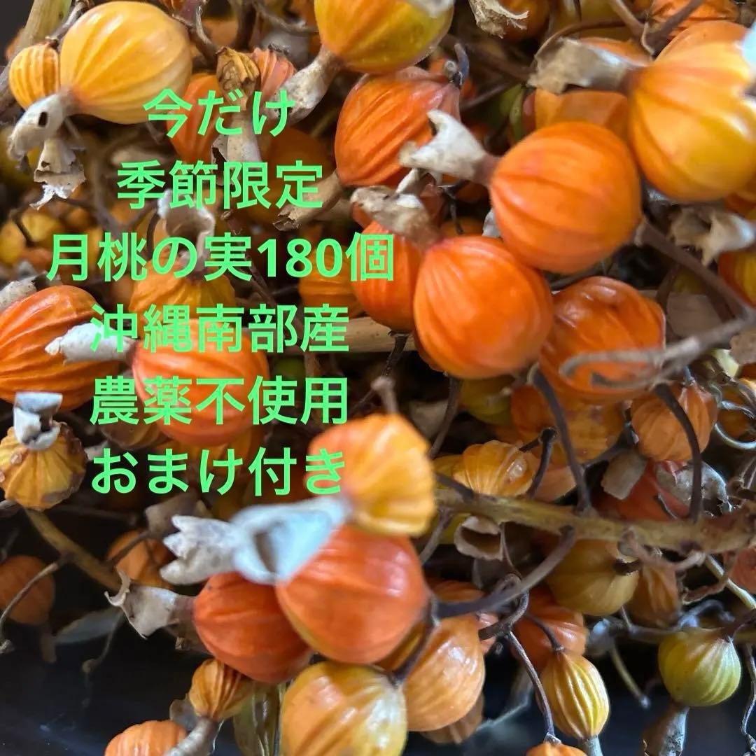 446 * Seasonal Limited Gekko Fruit 180 pcs + @ Southern Okinawa Grown Pesticide-Free With Bonus